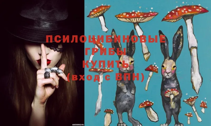 Псилоцибиновые грибы Cubensis  где продают наркотики  Новокубанск 